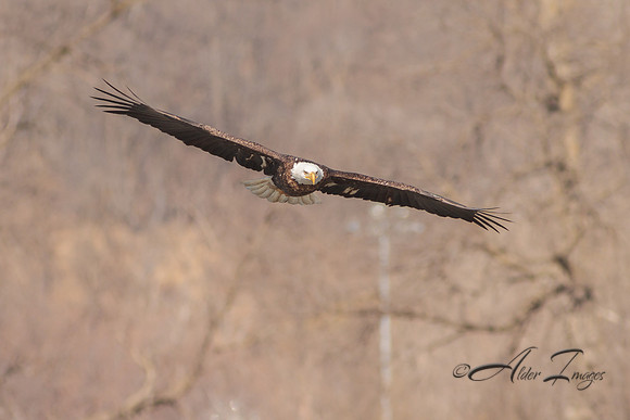 American Bald Eagle