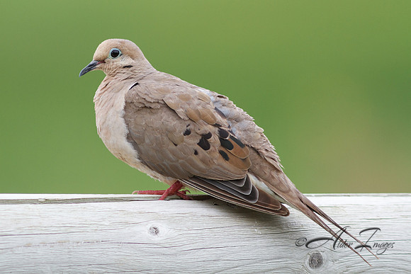 Morning Dove