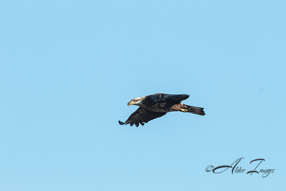 American Bald Eagle