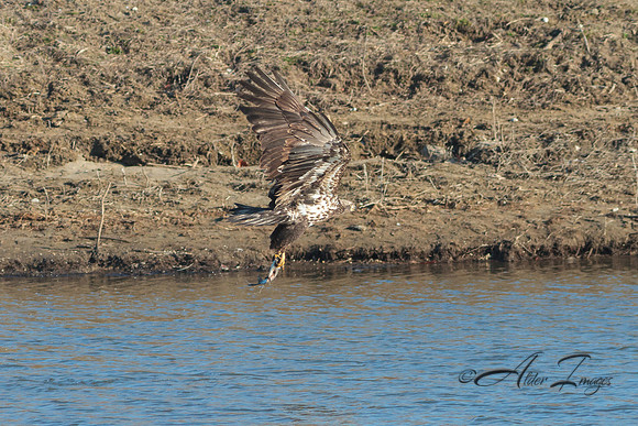 American Bald Eagle