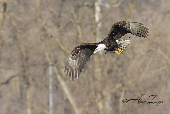 American Bald Eagle