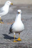 Wildlife