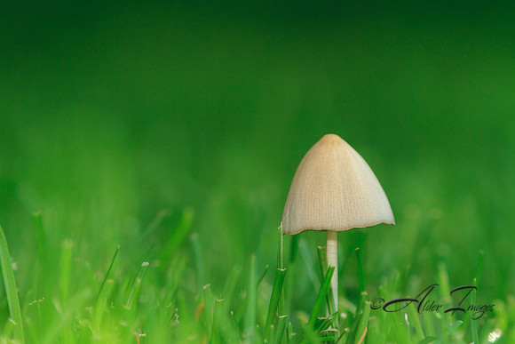 In a Sea of Green