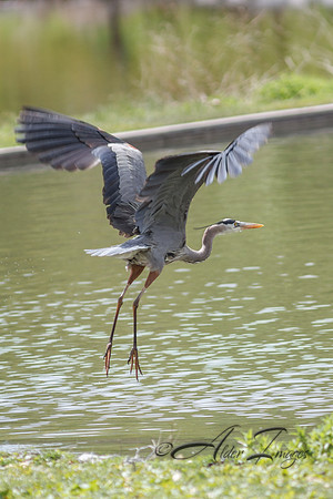 Heron