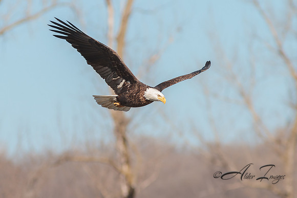 American Bald Eagle