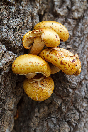 Fungus