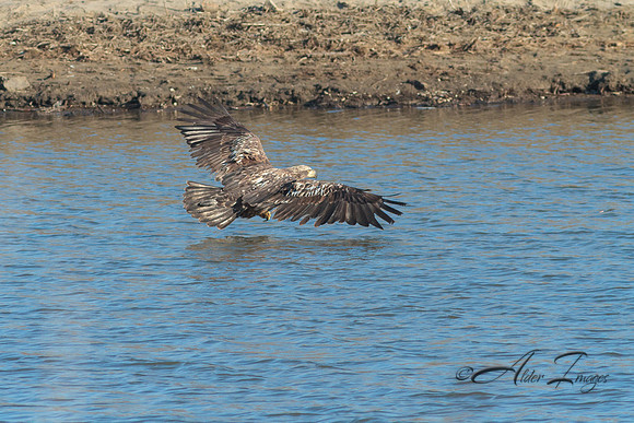 American Bald Eagle