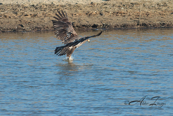 American Bald Eagle