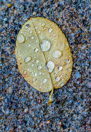 Fall