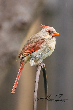 Northern Cardinal