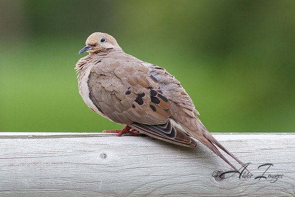 Morning Dove