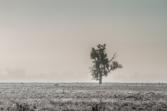 Lone Tree