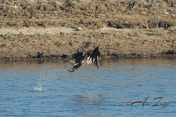 American Bald Eagle