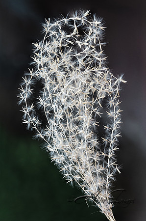 Seeds