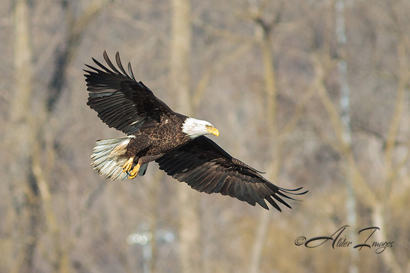 American Bald Eagle