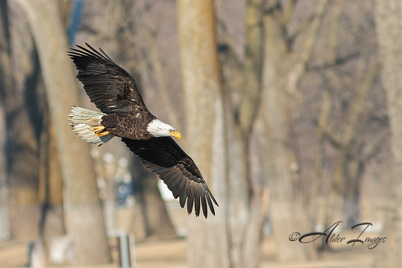 American Bald Eagle