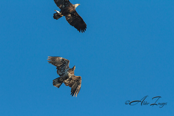 American Bald Eagle