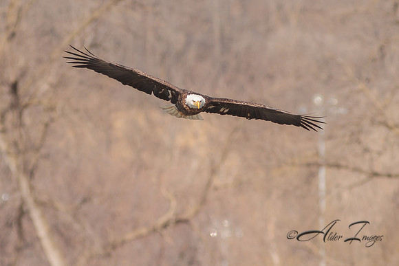 American Bald Eagle