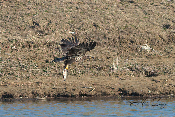American Bald Eagle