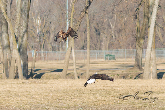 American Bald Eagle