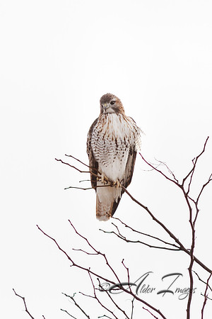 Red Tail