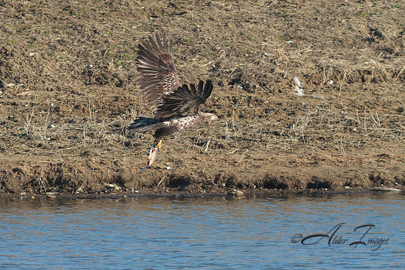 American Bald Eagle