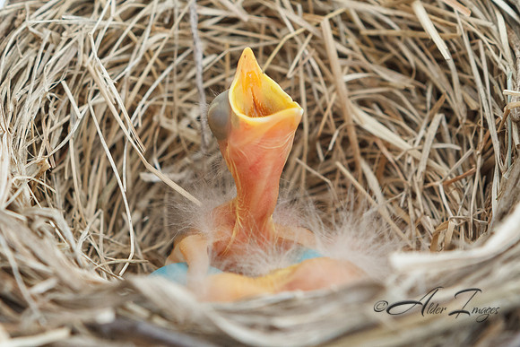 Baby Robin