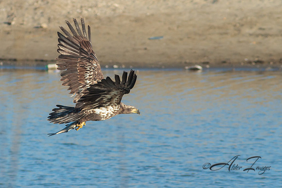 American Bald Eagle