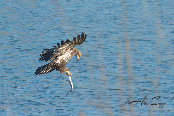 American Bald Eagle